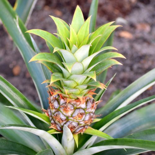 bromelain-ananas-comosus-thinkstockphotos-476563914-square-1.jpg